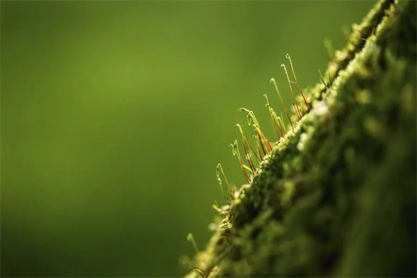 植物检测